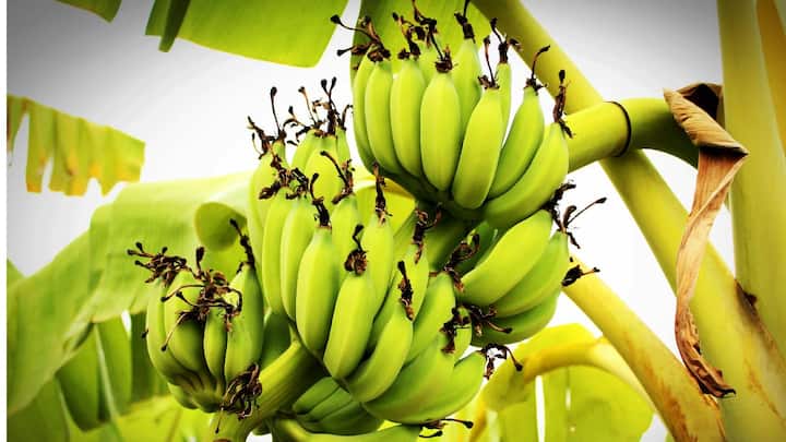 आज आम्ही तुमच्याशी पिकलेली नाही तर कच्ची केळीविषयी बोलणार आहोत.. याचे सेवन केल्याने होणारे अनेक मोठे फायदे आम्ही तुम्हाला सांगणार आहोत!
