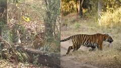 कान्हा राष्ट्रीय उद्यान में एक साथ 14 टाइगरों के हुए दीदार, खुशी से उछल पड़े पर्यटक