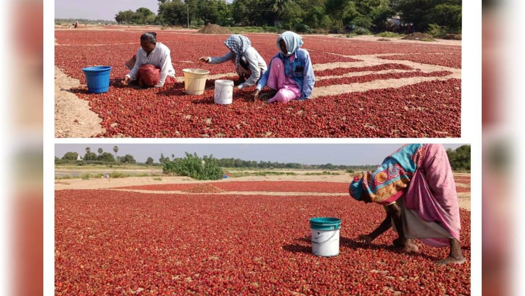 தூத்துக்குடியை சோகத்தில் ஆழ்த்திய டிசம்பர் மழை : முண்டு வத்தல் விளைச்சல் நிலை! விவசாயிகள் வேதனை!