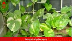 Vastu Tips:জানেন কি এই সহজ বাস্তু টিপসেই শান্তি ফিরবে বাড়িতে?