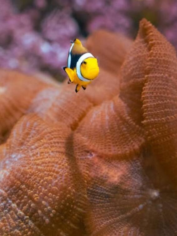 ये हैं वो 10 जानवर, जिनका हार्ट ही नहीं होता