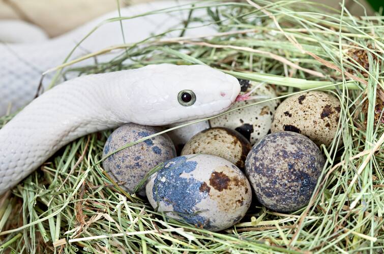 Like chicken, humans can also snake eggs Snake Eggs: ਮੁਰਗੀਆਂ ਵਾਂਗ ਸੱਪ ਦਾ ਅੰਡਾ ਵੀ ਖਾਇਆ ਜਾ ਸਕਦਾ, ਇਨਸਾਨ ਦੇ ਸਰੀਰ 'ਤੇ ਕੀ ਹੋਵੇਗਾ ਇਸ ਦਾ ਅਸਰ ? 