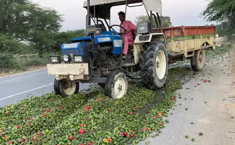 Punjab News:  Bad luck for farmers! The attack of the American insect on capsicum, farmers throw it on roads Punjab News: ਕਿਸਾਨਾਂ ਦੀ ਜੂਨ ਬੁਰੀ! ਸ਼ਿਮਲਾ ਮਿਰਚ 'ਤੇ ਅਮਰੀਕੀ ਸੁੰਡੀ ਦਾ ਹਮਲਾ, ਕਿਸਾਨ ਸੜਕਾਂ 'ਤੇ ਸੁੱਟਣ ਲਈ ਮਜਬੂਰ