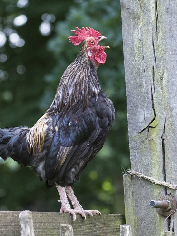 मुर्गा सुबह-सुबह ही बांग क्यों देता है?