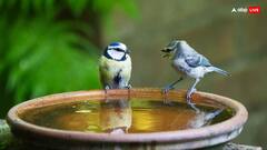 Vaishakh Month 2024: वैशाख माह में इन 6 बातों का रखें खास ध्यान, जान लें नियम