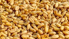 उत्तर प्रदेश में गेहूं की खरीद को लेकर सरकार ने उठाया ये कदम, क्या है नया अपडेट