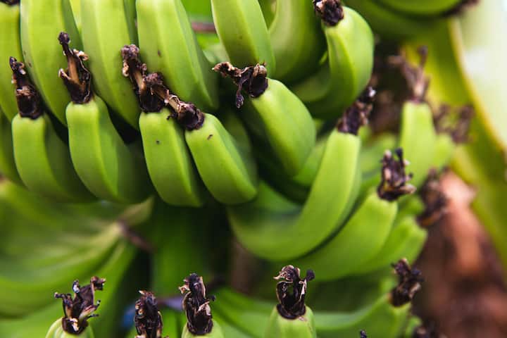 Many types of food can be prepared from raw banana and its consumption also keeps the digestive system healthy.  If you also have problems with indigestion, gas, acidity or constipation, then you can include it in your diet.  With this, food will be digested quickly and the stomach will not feel heavy (Photo credit: pexels)