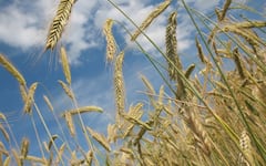 उत्तर प्रदेश में गेहूं की खरीद को लेकर सरकार ने उठाया ये कदम, क्या है नया अपडेट