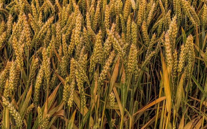 इसके लिए सरकार ने राज्य भर के 6500 क्रय केन्द्र संचालित करने का लक्ष्य रखा है. फिलहाल 6416 क्रय केंद्र चल रहा हैं. इसके लिए सीएम योगी ने गेहूं खरीद के पर्यवेक्षण के लिए नोडल अधिकारियों को भी तैनात किया है.