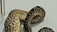 बैंकॉक से सूटकेस में 10 एनाकोंडा छिपाकर भारत पहुंचा शख्स, एयरपोर्ट पर ऐसे आया पकड़ में