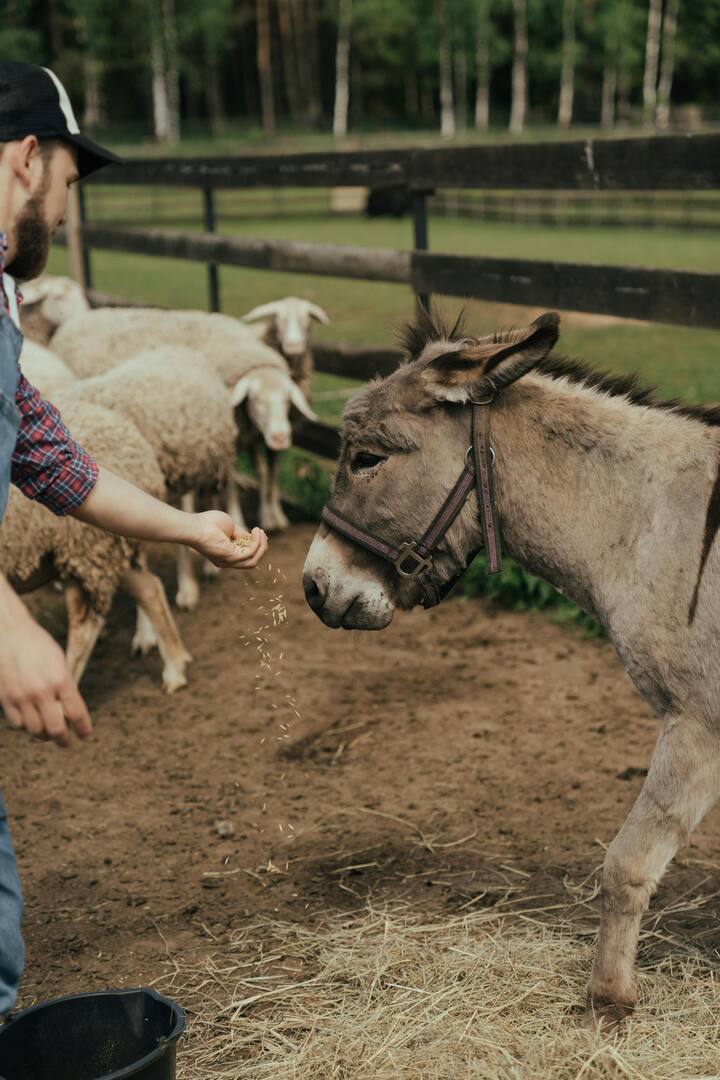 वहीं यदि आप सोच रहे हैं कि भारत के किस राज्य में सबसे ज़्यादा गधे होते हैं तो बता दें कि सरकार कि रिपोर्ट के अनुसार, 2019 में राजस्थान में गधों की संख्या 23,000 से ज़्यादा थी. जो भारत के किसी भी राज्य से ज़्यादा थी.