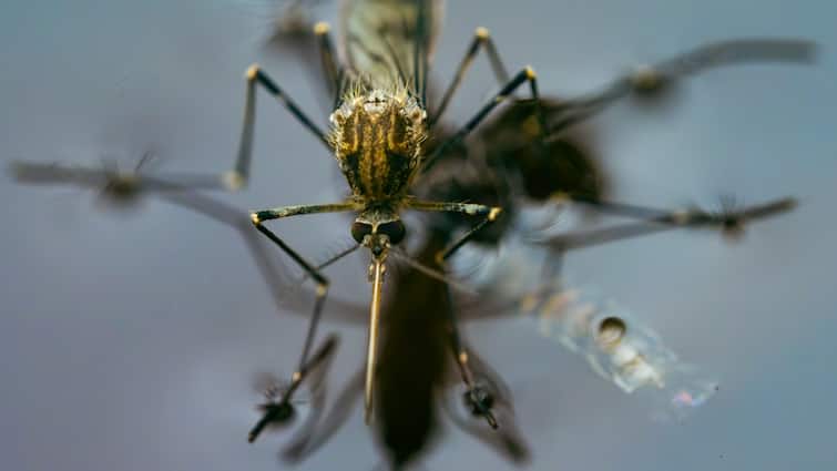 Follow these steps to protect yourself from mosquitoes this season Summer Mosquito Attack : సమ్మర్​లో దోమల బెడదను ఇలా తగ్గించుకుంటే మంచిది.. లేదంటే ఆ సమస్యలు తప్పవు