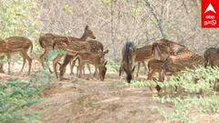 Dharmapuri News : நீரின்றி அலையும் மான்கள் கண்டுக்கொள்ளுமா?வனத்துறை நாய்களால் ஆபத்து