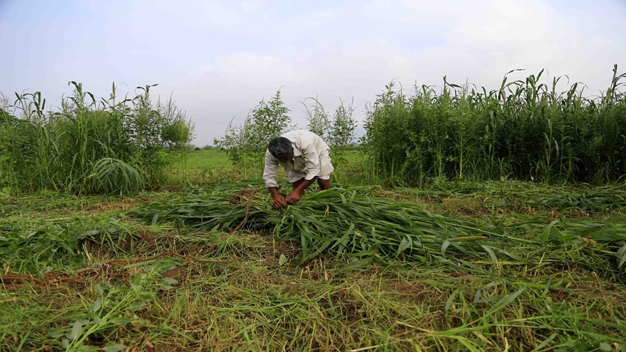 Gujarat Agriculture News:  ખેતી કાર્યો દરમિયાન રાજ્યના ખેડૂતોએ હીટવેવ  સામે રક્ષણ મેળવવા આટલી સાવચેતી રાખવી, એડવાઇઝરી થઈ જાહેર