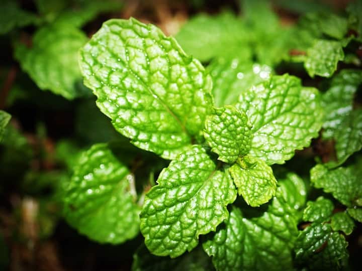 புதினாவில் இயற்கையாகவே இருமல் மற்றும் மூக்கடைப்பை போக்கும் பண்புகள் உள்ளன. இதன் இலைகளை டீ போட்டு குடிப்பதாலோ, இதன் எசென்ஷியல் ஆயிலை வெண்ணீரில் சேர்த்து கொதிக்க வைத்து நீராவி பிடிப்பதாலோ இருமல் தும்மல் குணமாகலாம்.