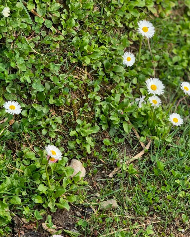 या फोटोमध्ये श्रद्धा कपूर पहाडी कुत्र्यासोबत खेळताना दिसत आहे. हे सुंदर फोटो शेअर करताना तिने कॅप्शनमध्ये लिहिले की, मला डोंगरांमधून परत नेण्याची हिंमत कोणात आहे?