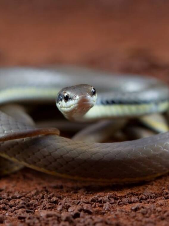 सांप के बिल में ही हाथ डालने की बात क्यों होती है?