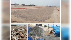 நெத்திலி கருவாடாக காட்சியளிக்கும் தூத்துக்குடி கடற்கரை : மீனவர்கள் உற்சாகம்