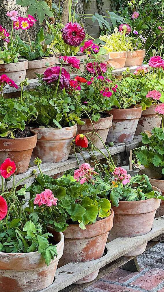 ਟ੍ਰਿਪ ਤੇ ਜਾਣ ਤੋਂ ਪਹਿਲਾਂ ਇੰਝ ਕਰੋ ਘਰ 'ਚ ਰੱਖੇ ਪੌਦਿਆਂ ਦੀ ਦੇਖਭਾਲ, ਰਹਿਣਗੇ ਤਰੋ-ਤਾਜ਼ਾ