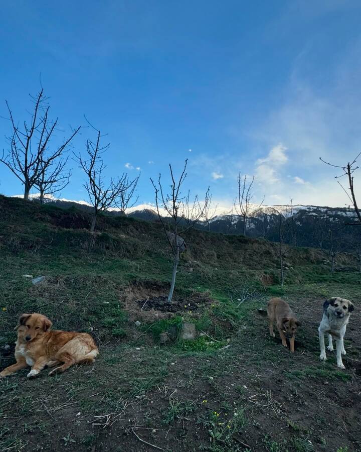 फोटोंवर भरपूर लाईक्स आणि कमेंट्सही येत आहेत.