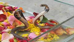 ઉનાળાના આગમન સાથે સાપનો ખતરો કેમ વધે છે? જાણો ક્યારે હોય સૌથી ખતરનાક