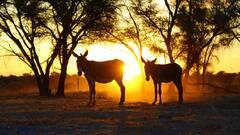 भारत में इस जगह पाए जाते हैं सबसे ज़्यादा गधे, आते हैं इस काम