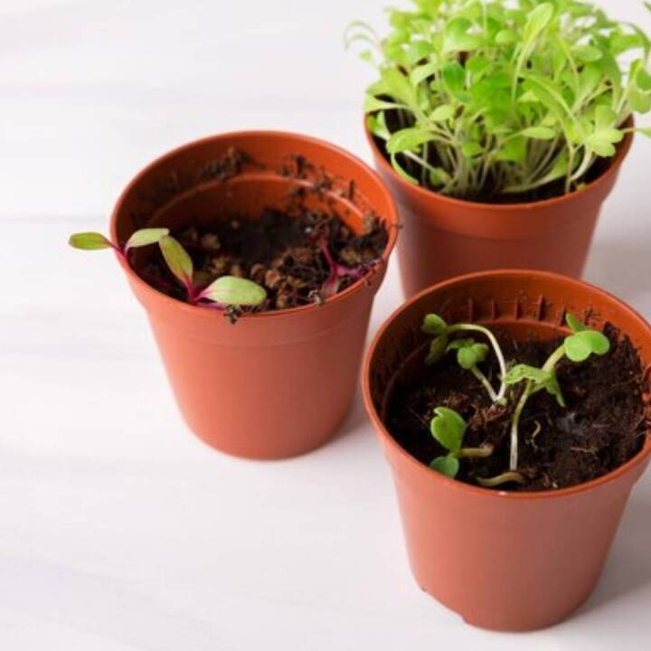 ਜੇਕਰ ਤੁਸੀਂ ਗਰਮੀਆਂ ਵਿੱਚ ਇੱਕ ਦਿਨ ਵੀ ਪੌਦਿਆਂ ਨੂੰ ਪਾਣੀ ਨਹੀਂ ਦਿੰਦੇ ਹੋ ਤਾਂ ਉਨ੍ਹਾਂ ਦੀ ਹਾਲਤ ਵਿਗੜ ਜਾਂਦੀ ਹੈ, ਅਜਿਹੇ ਵਿੱਚ ਸੋਚੋ ਕਿ ਜੇਕਰ ਤੁਸੀਂ ਉਨ੍ਹਾਂ ਦੀ ਦੇਖਭਾਲ ਕੀਤੇ ਬਿਨਾਂ ਕਿਸੇ ਯਾਤਰਾ 'ਤੇ ਜਾਂਦੇ ਹੋ ਤਾਂ ਉਨ੍ਹਾਂ ਦਾ ਕੀ ਹੋਵੇਗਾ।