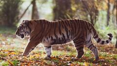 National Animal of India: আগে ছিল এক, এখন আর এক, বাঘ কবে এবং কেন জাতীয় পশু হল জানেন?