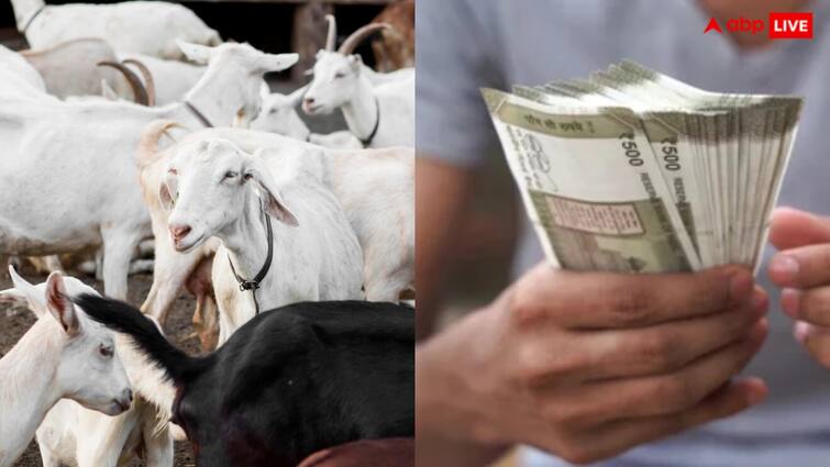 Goat farming tips Good breed for goat farming business Agriculture Goat farming: इस नस्ल के साथ शुरू कीजिए बकरी पालन का बिजनेस, फिर देखिए कैसे होती है मोटी कमाई