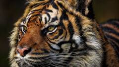 National Animal of India: আগে ছিল এক, এখন আর এক, বাঘ কবে এবং কেন জাতীয় পশু হল জানেন?