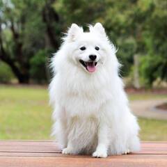 Pet Dog : ਗਰਮੀਆਂ ਦੇ ਮੌਸਮ 'ਚ ਇਂਝ ਰੱਖੋ ਆਪਣੇ ਪਾਲਤੂ ਡੌਗ ਦਾ ਖਿਆਲ