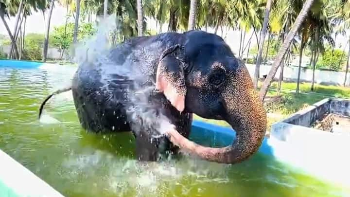 palani A musk elephant taking a blissful bath in a swimming pool to cool off the summer heat Palani: 