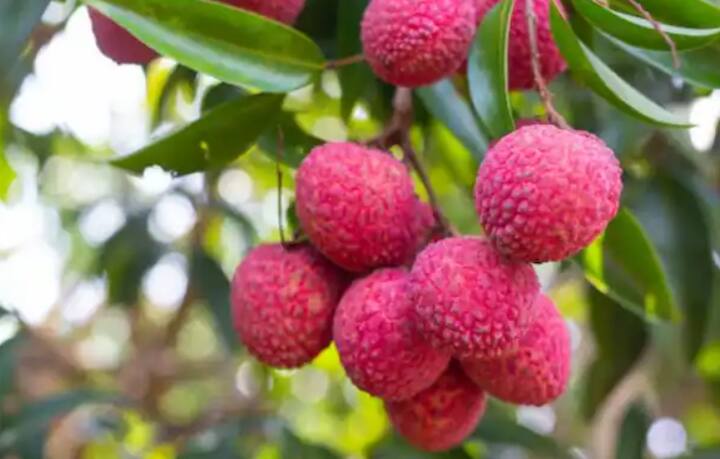 ਅਪ੍ਰੈਲ ਦਾ ਮਹੀਨਾ ਲੀਚੀ ਲਈ ਬਹੁਤ ਮਹੱਤਵਪੂਰਨ ਹੈ। ਜੇਕਰ ਇਸ ਵੇਲੇ ਲੀਚੀ ਦੇ ਫਲਾਂ ਵੱਲ ਕੋਈ ਧਿਆਨ ਨਾ ਦਿੱਤਾ ਗਿਆ। ਤਾਂ ਲੀਚੀ ਚੰਗੀ ਤਰ੍ਹਾਂ ਨਹੀਂ ਵਧੇਗੀ।