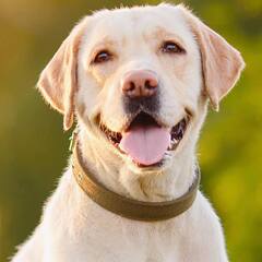 Pet Dog : ਗਰਮੀਆਂ ਦੇ ਮੌਸਮ 'ਚ ਇਂਝ ਰੱਖੋ ਆਪਣੇ ਪਾਲਤੂ ਡੌਗ ਦਾ ਖਿਆਲ