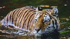 National Animal of India: আগে ছিল এক, এখন আর এক, বাঘ কবে এবং কেন জাতীয় পশু হল জানেন?