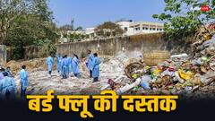 रांची में बर्ड फ्लू की पुष्टि के बाद अलर्ट जारी, प्रभावित इलाके में मुर्गियों की खरीद-बिक्री पर रोक