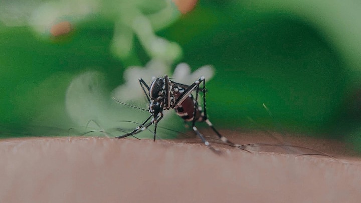 तापमान वाढीबरोबरच डासांची दहशतही मोठ्या प्रमाणात वाढली आहे. डासांमुळे अनेक गंभीर आजार होऊ शकतात. मलेरिया हा या गंभीर आजारांपैकी एक आहे!