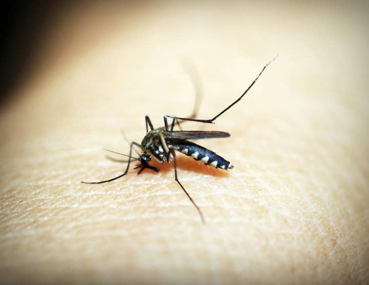 The most common early symptoms of malaria include fever, headache and chills.  Symptoms usually begin within 10-15 days after being bitten by an infected mosquito.  Other symptoms include: extreme tiredness, fainting, difficulty breathing, dark or bloody urine, abnormal bleeding (Photo credit: pexels)