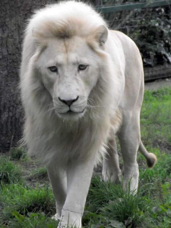 सफेद शेरों का गढ़ कहलाता है MP का ये जिला