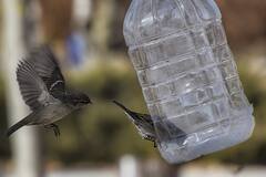 Plastic Bottles: 7 Creative Ways To Reuse And Upcycle Them