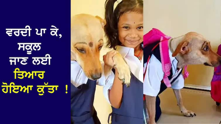 Wearing a uniform, the dog is ready to go to school! Bag on the back, never seen a better VIDEO ਵਰਦੀ ਪਾ ਕੇ, ਸਕੂਲ ਜਾਣ ਲਈ ਤਿਆਰ ਹੋਇਆ ਕੁੱਤਾ ! ਪਿੱਠ 'ਤੇ ਲਿਆ ਬੈਗ, ਨਹੀਂ ਦੇਖੀ ਹੋਣੀ ਇਸ ਤੋਂ ਵਧੀਆ VIDEO