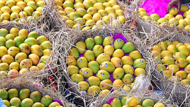 mango varieties and Price In Indore market ann Indore News: आ गया फलों का राजा आम, जानिए इंदौर में क्या है इसकी कीमत और किस्म