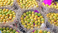 आ गया फलों का राजा आम, जानिए इंदौर में क्या है इसकी कीमत और किस्म