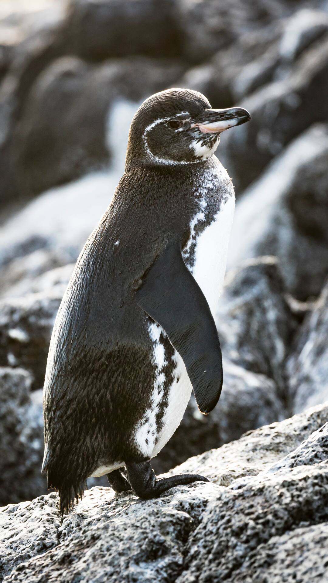 World Penguin Day 2024: Types Of Penguins Found In This Planet