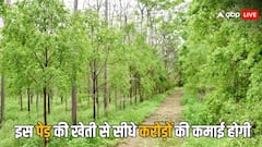 भारत में कौन सी खेती है सबसे ज्यादा कमाई देने वाली... जानें कितना होता है मुनाफा