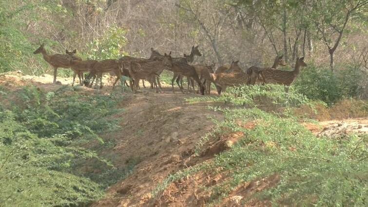 Dharmapuri news Deer coming out of forest without water in Harur reserve forest - TNN அரூர் காப்பு காட்டில் நீரின்றி வனப்பகுதியை விட்டு வெளியே வரும் மான்கள் - தொட்டிகள், குளம், குட்டைகளில் தண்ணீர் நிரப்ப கோரிக்கை
