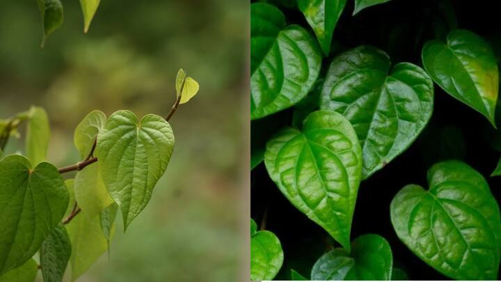 Betel leaves Benefits : வெற்றிலை சாப்பிடுவதன் மூலம் என்ன பலன் கிடைக்கும் என்பதை பற்றி பார்க்கலாம்.