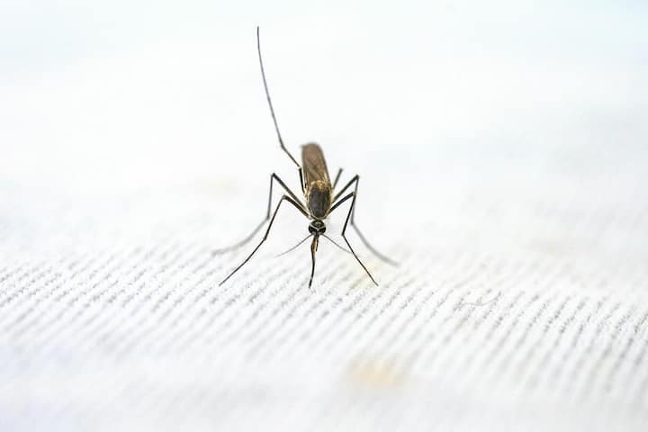 According to the World Health Organization (WHO), malaria is a deadly disease spread to humans by certain types of mosquitoes.  It is mainly found in tropical countries.  This disease is preventable and treatable.  This infection is caused by parasites and does not spread from one person to another (Photo credit: pexels)