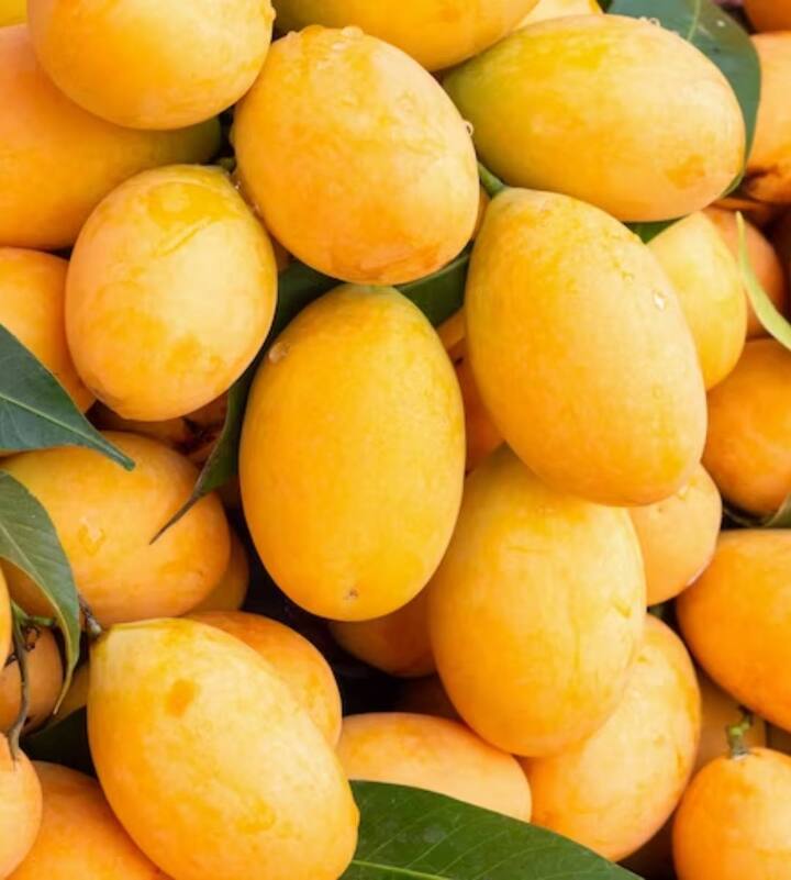5 Easy tips to keep mangoes fresh for long time Mango जल्दी खराब