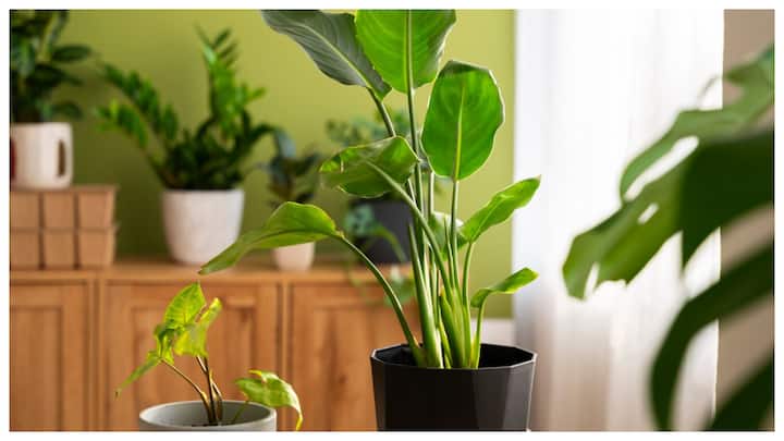 कई बार आपने देखा होगा कि घर में लगे पौधे अचानक से बढ़ना बंद कर देते हैं. इसके कुछ आसान उपाय हैं जिनसे आप पौधों के बढ़ने में मदद कर सकते हैं.